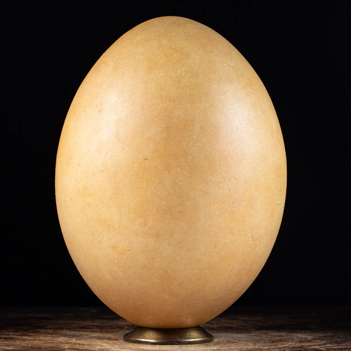 Uovo di Aepyornis