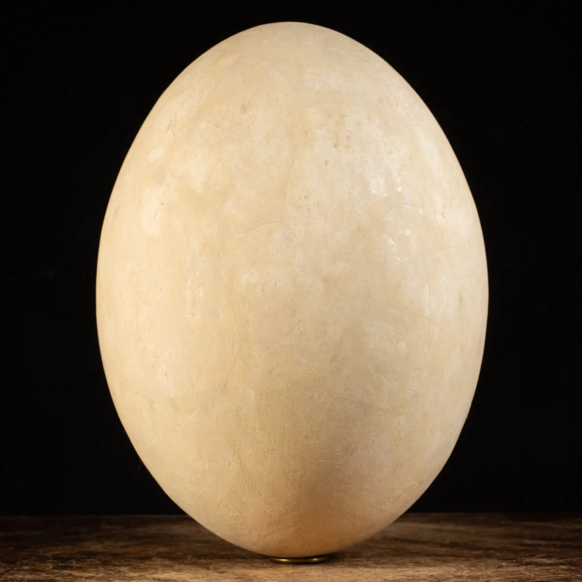 Uovo di Aepyornis