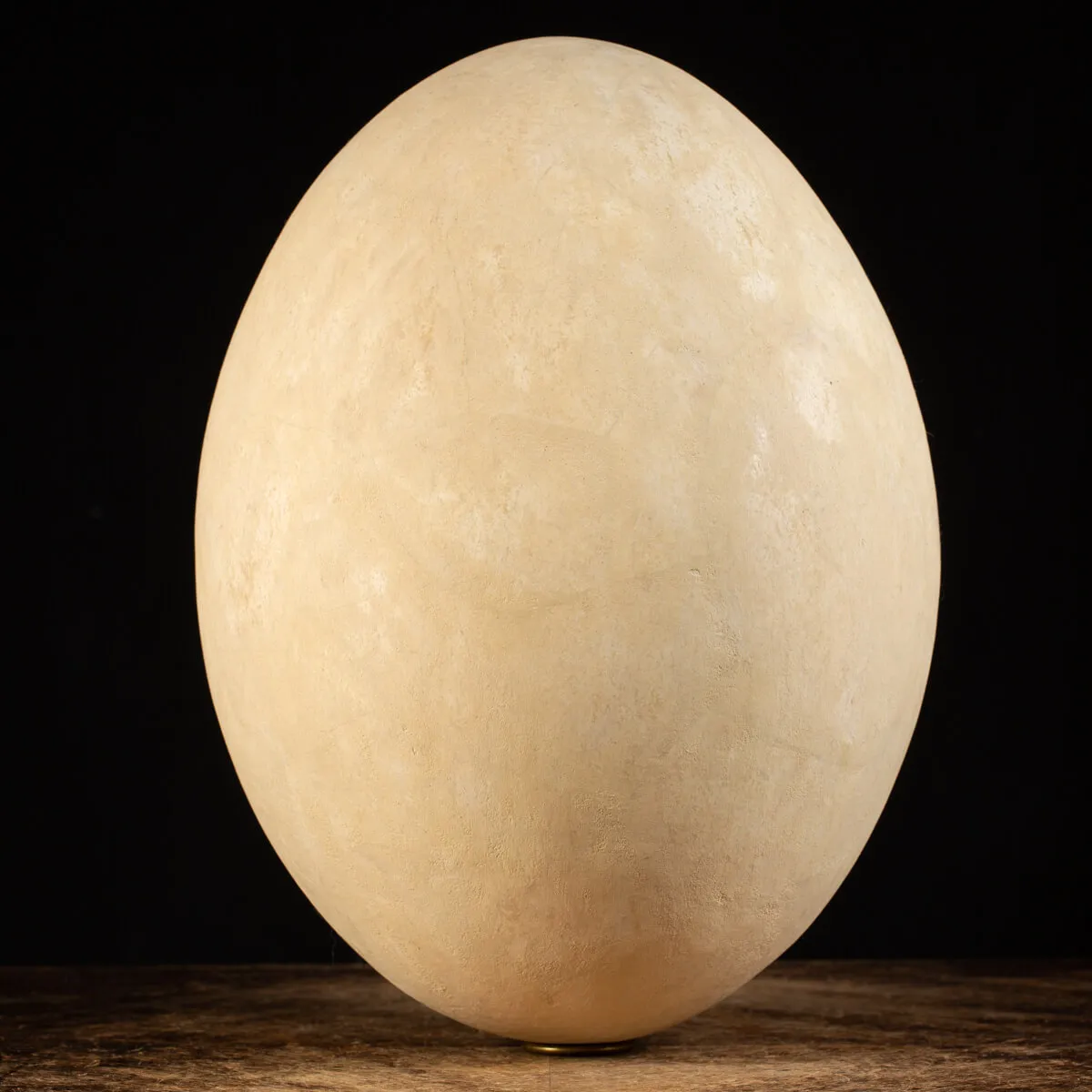 Uovo di Aepyornis