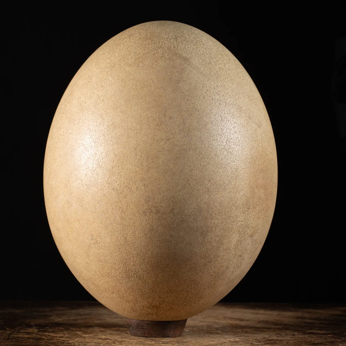 Uovo di Aepyornis (completamente intregro)