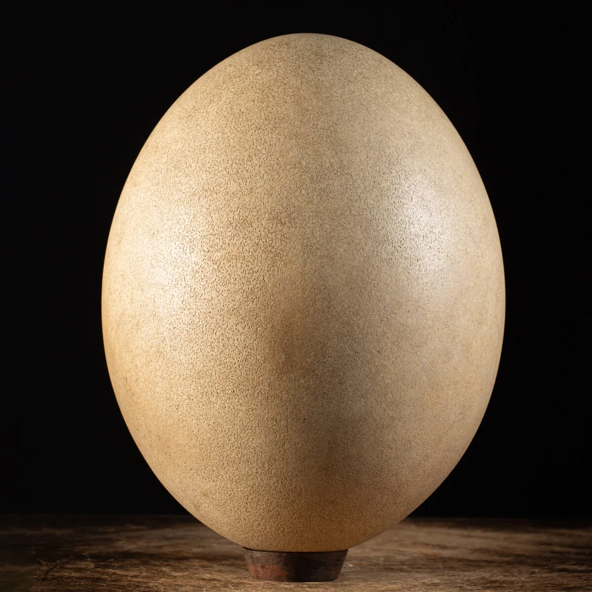Uovo di Aepyornis (completamente intregro)