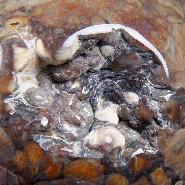 Teschio Alieno in Uovo di Dinosauro Agatizzato