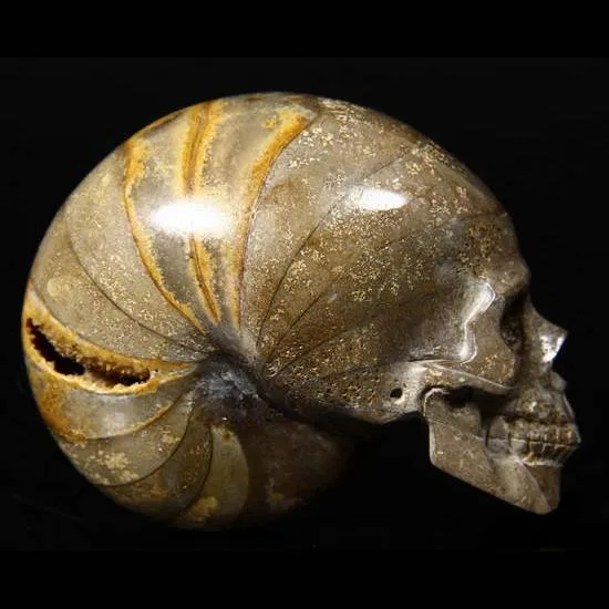 Teschio di Ammonite Fossile