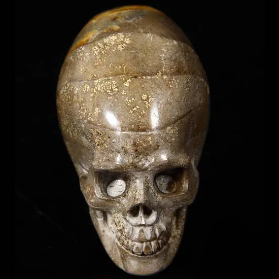 Teschio di Ammonite Fossile