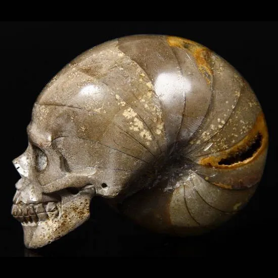 Teschio di Ammonite Fossile