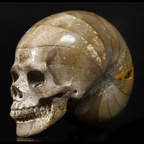 Teschio di Ammonite Fossile