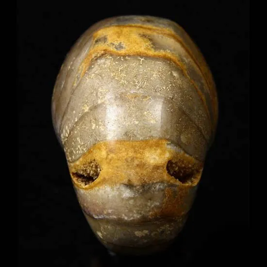Teschio di Ammonite Fossile
