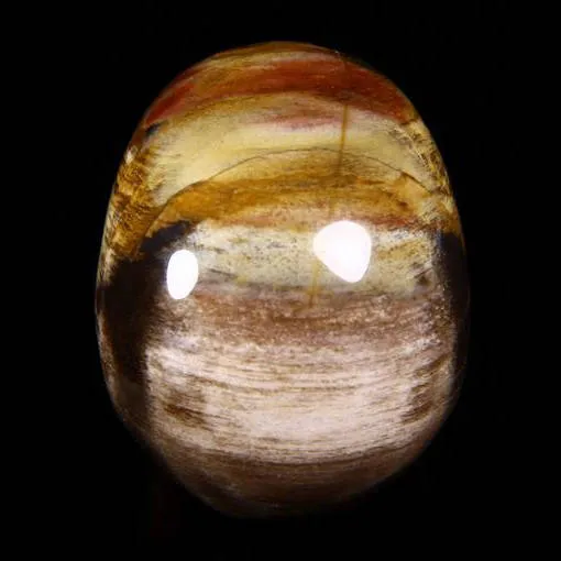 Teschio di Legno Pietrificato
