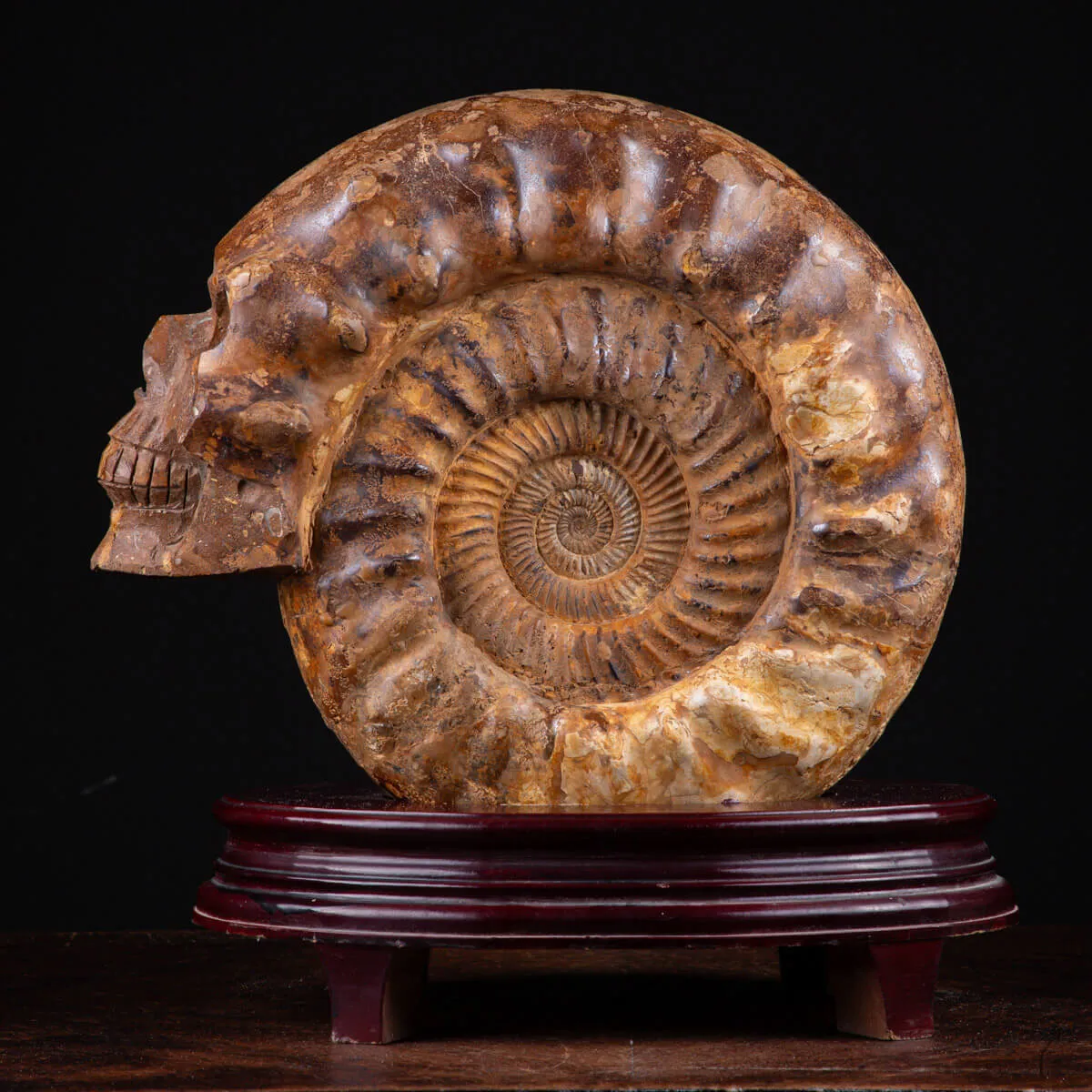 "L'Alchimia Eterna "Teschio intagliato su Ammonite Fossile