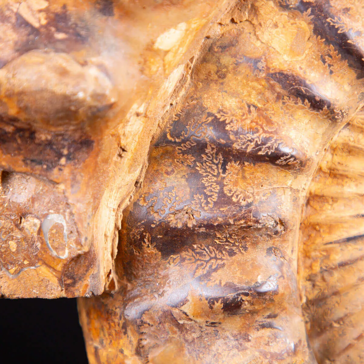 "L'Alchimia Eterna "Teschio intagliato su Ammonite Fossile