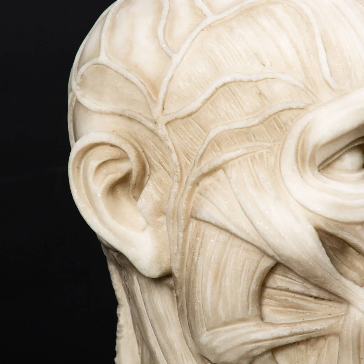 Busto Anatomico Marmo Carrara