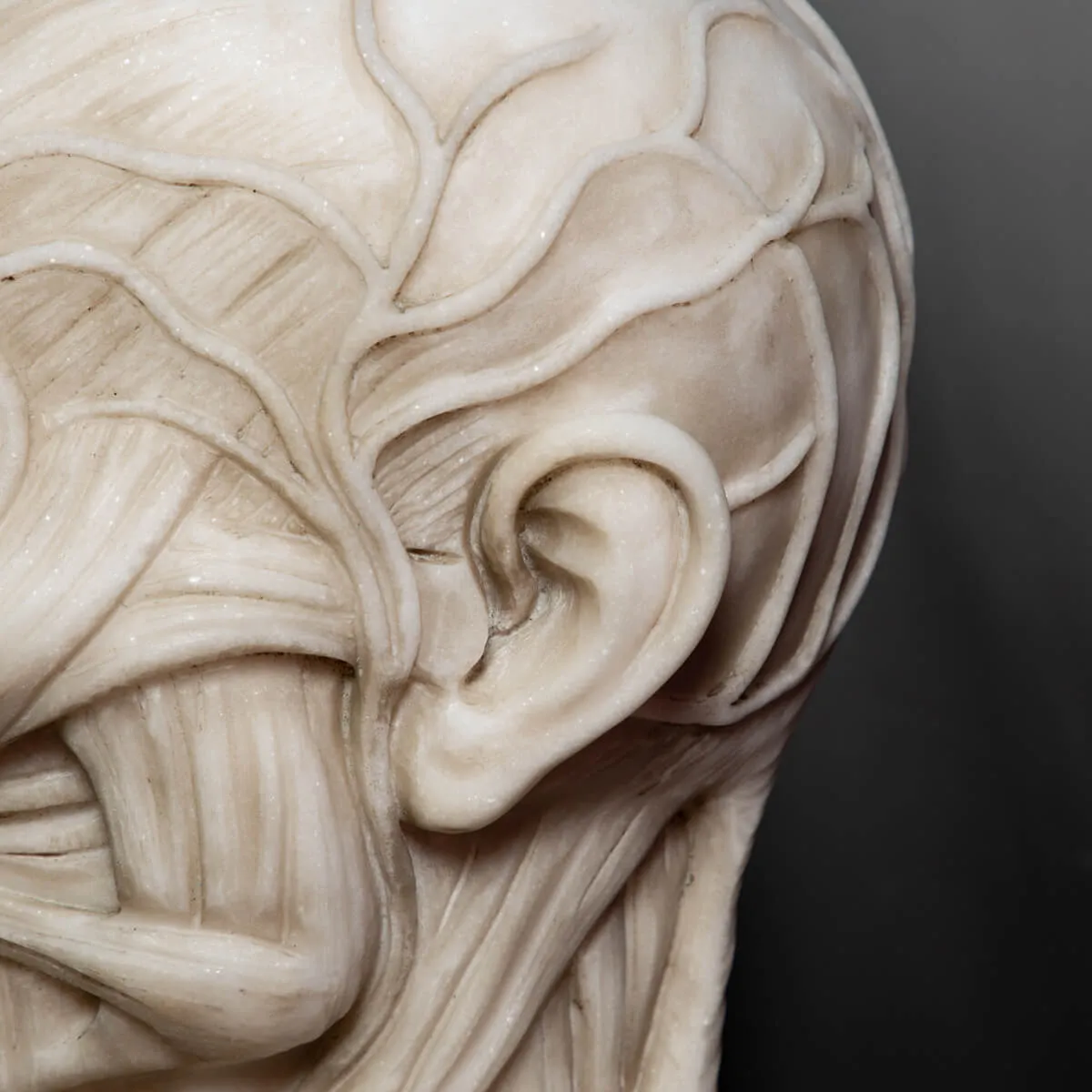 Busto Anatomico Marmo Carrara
