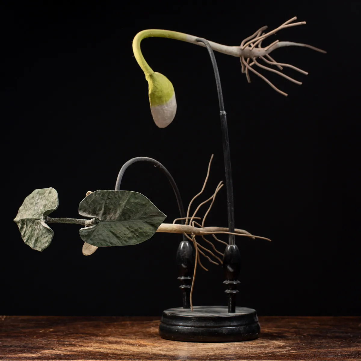 Antico Modello Anatomico Fiore 