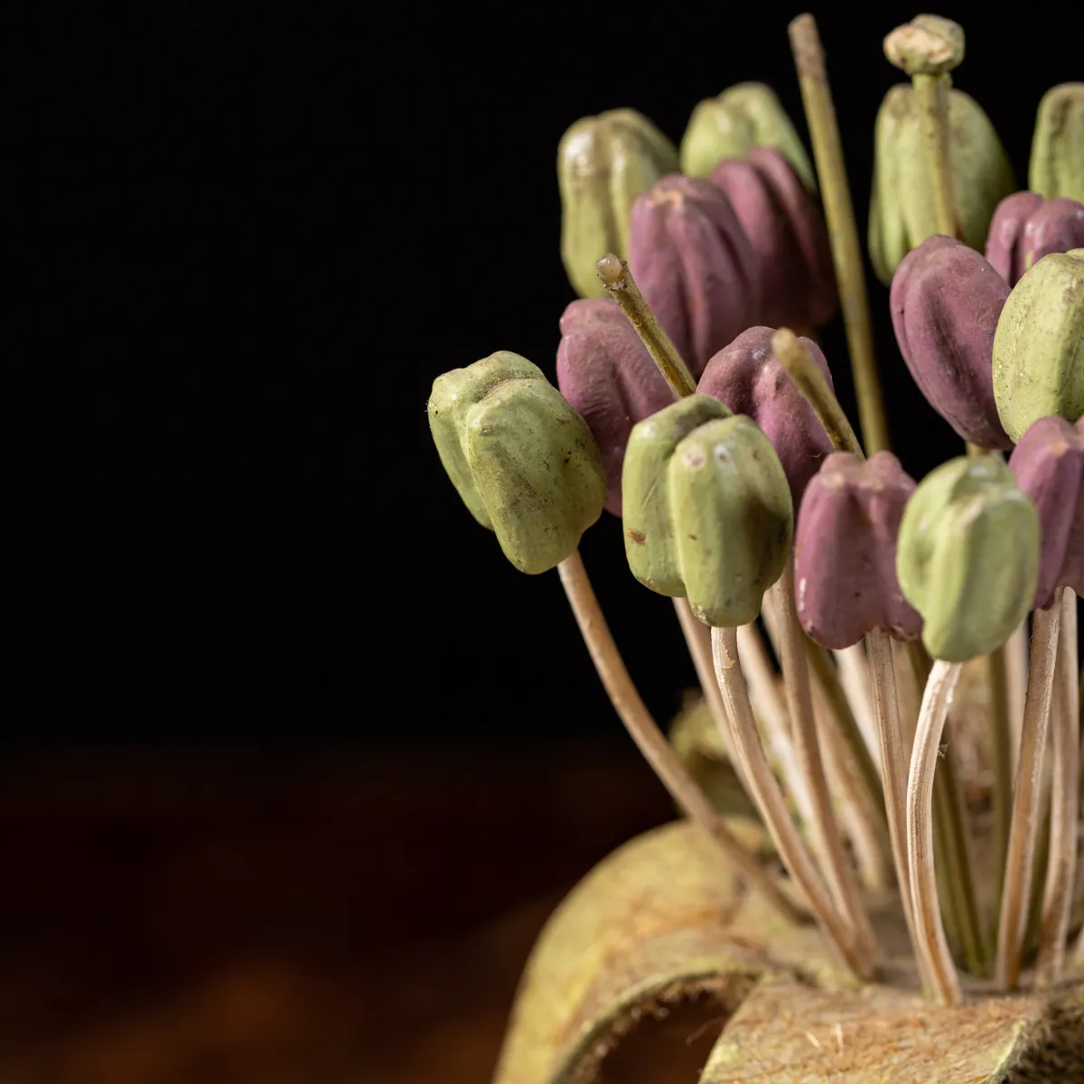 Antico Modello Anatomico Pianta - Equisetum Limosum