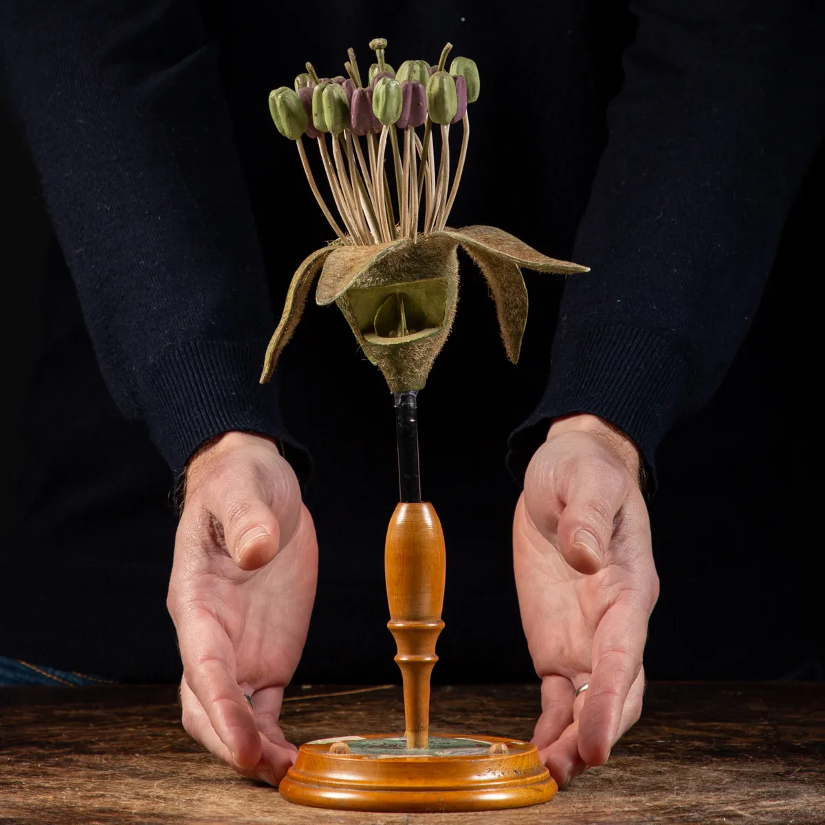 Antico Modello Anatomico Pianta - Equisetum Limosum