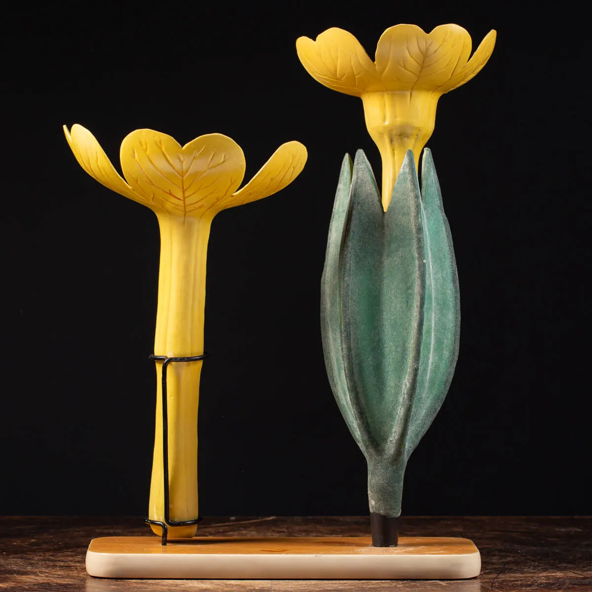Antico Modello Anatomico Pianta - Primula Vulgaris