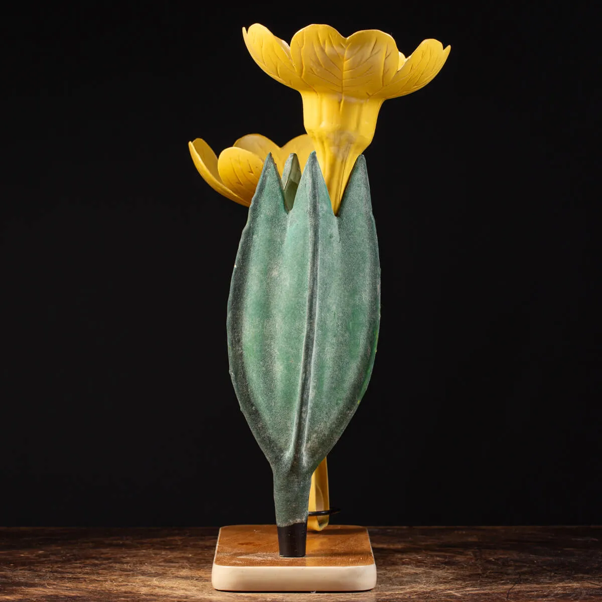 Antico Modello Anatomico Pianta - Primula Vulgaris