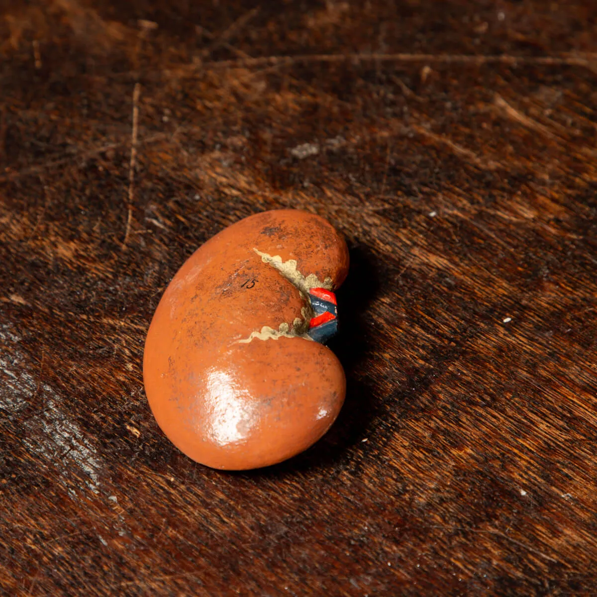 Antico Modello Anatomico Umano - Shimadzu Kyoto