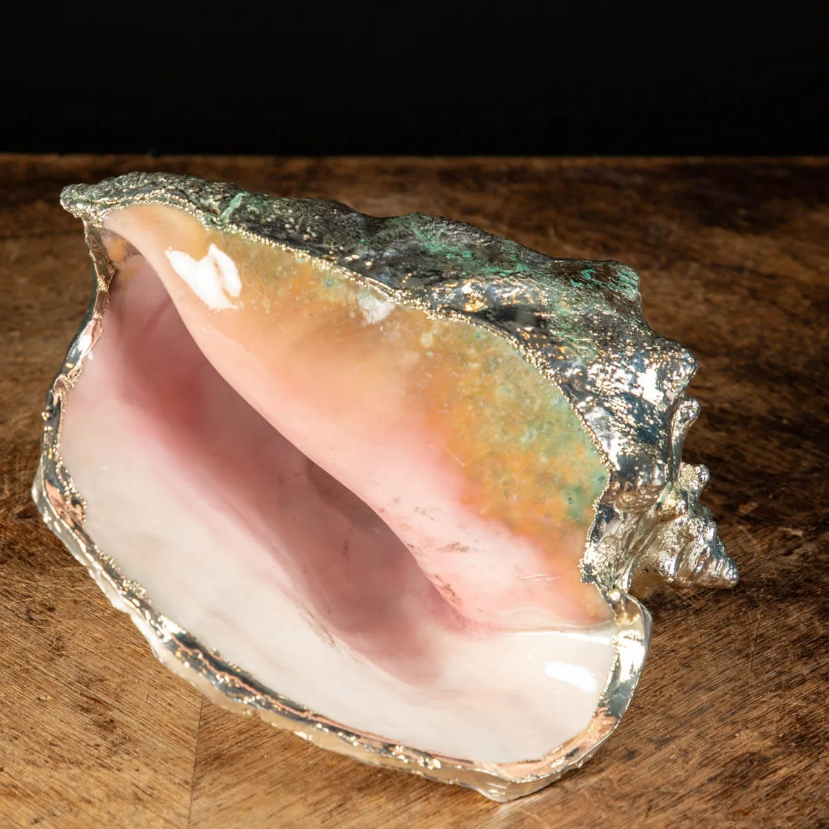 Conchiglia Strombus gigas placcata in argento - Eleganza Naturale.