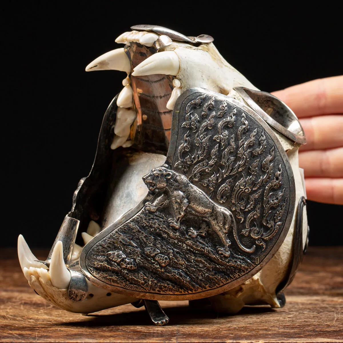 Teschio di Puma con montatura d'argento - Compendio per fumatori