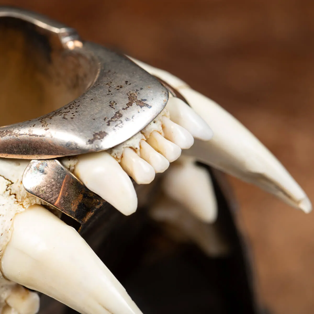 Teschio di Puma con montatura d'argento - Compendio per fumatori