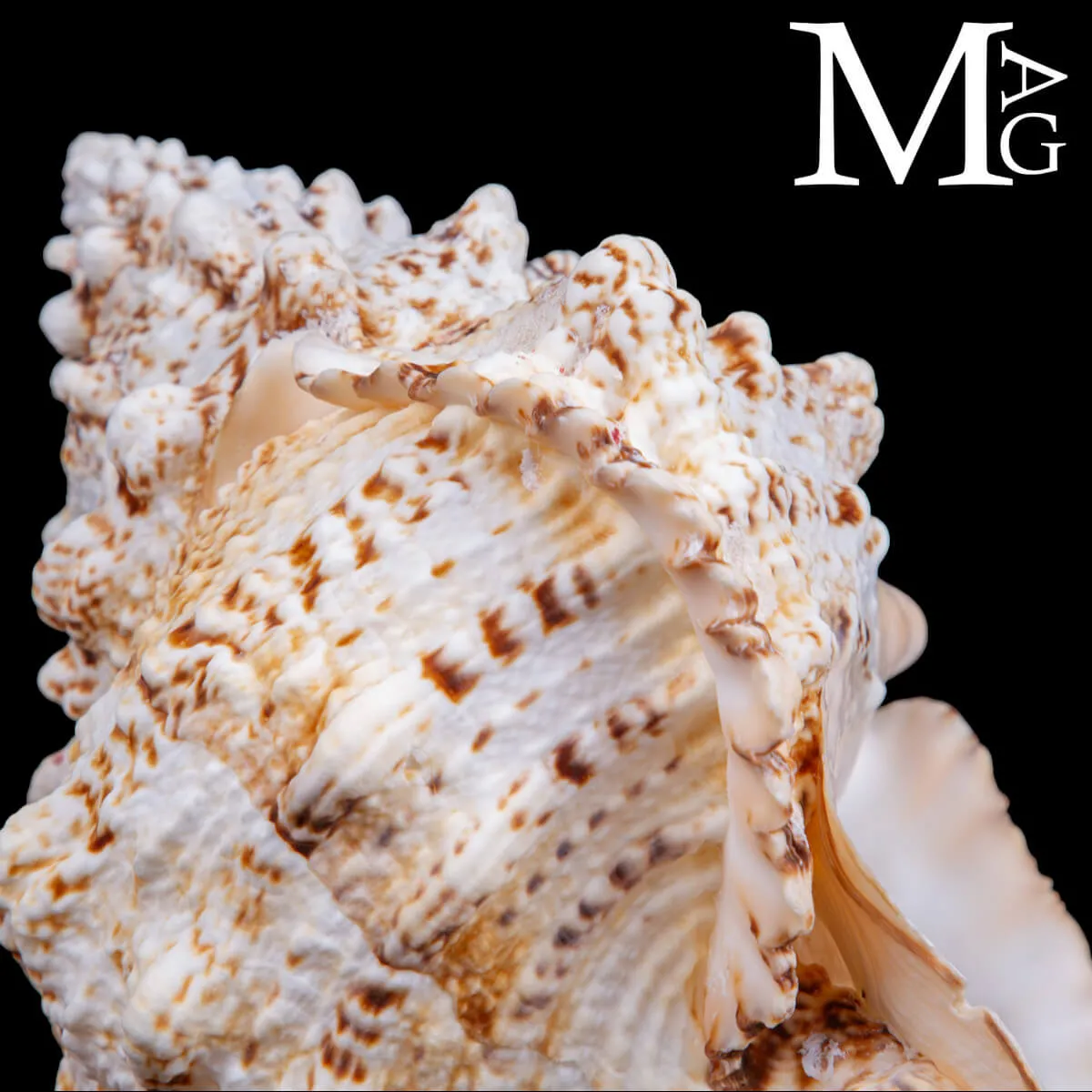 Tutufa Bubo – Conchiglia Ornamentale e da Collezione