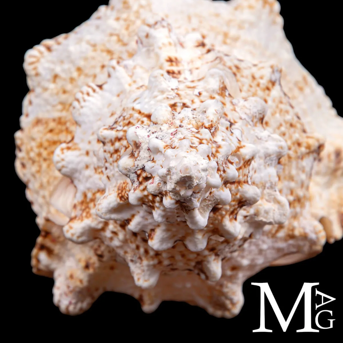 Tutufa Bubo – Conchiglia Ornamentale e da Collezione