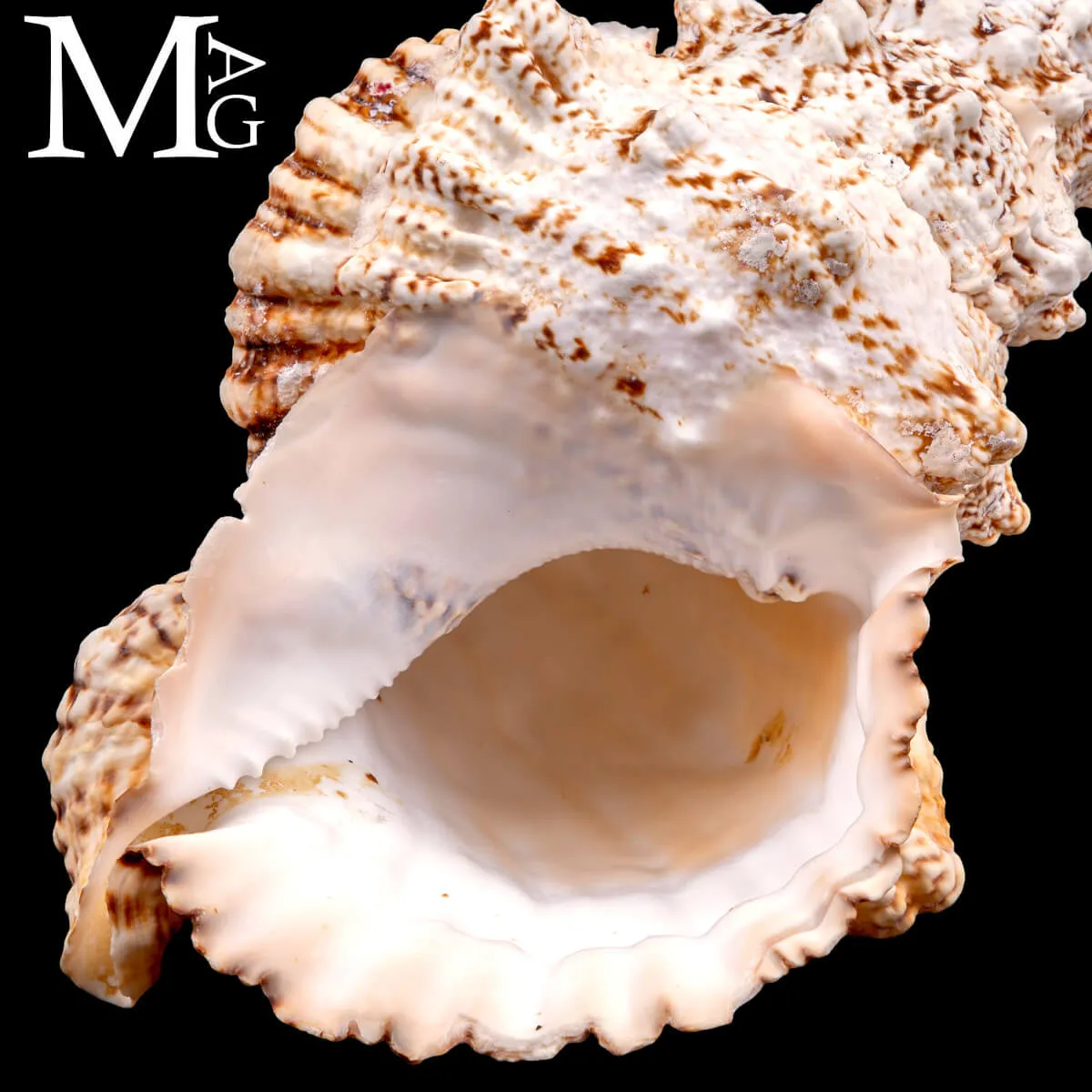 Tutufa Bubo – Conchiglia Ornamentale e da Collezione