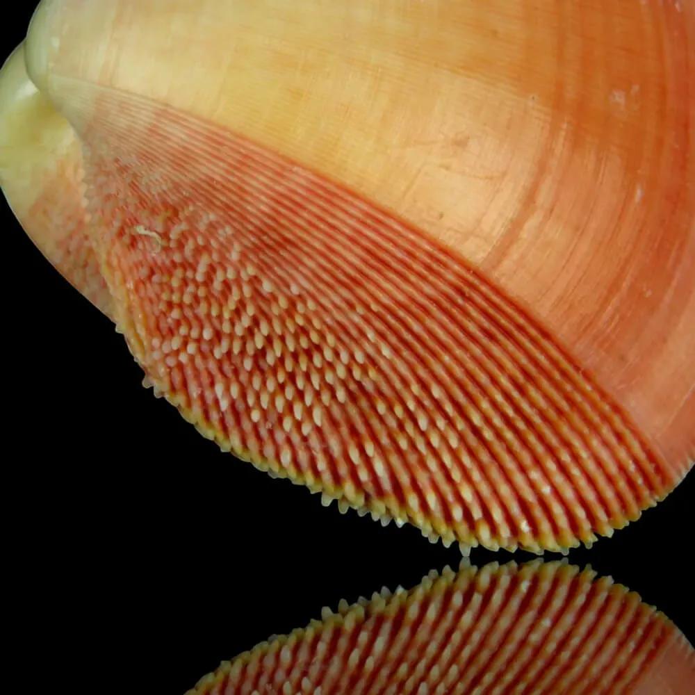 Nemocardium Bechei