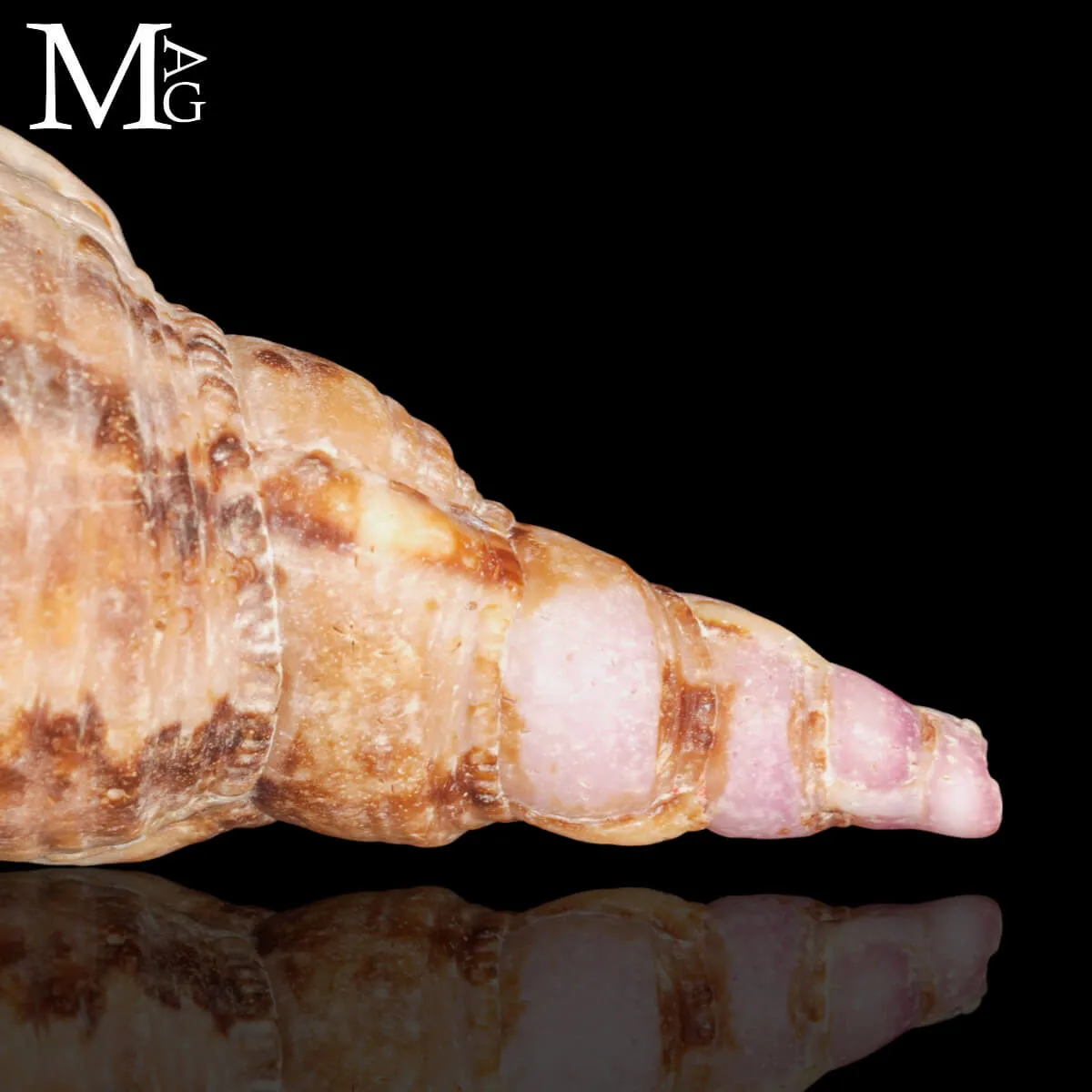 Charonia Tritonis – Madagascar – 373 mm