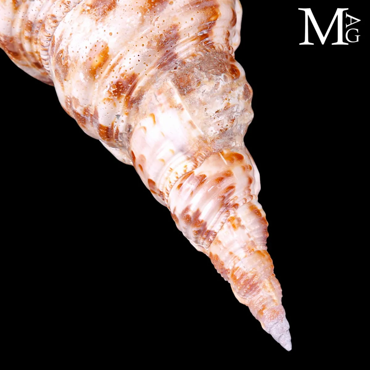 Charonia tritonis – Esemplare Gigante da Collezione – Vietnam