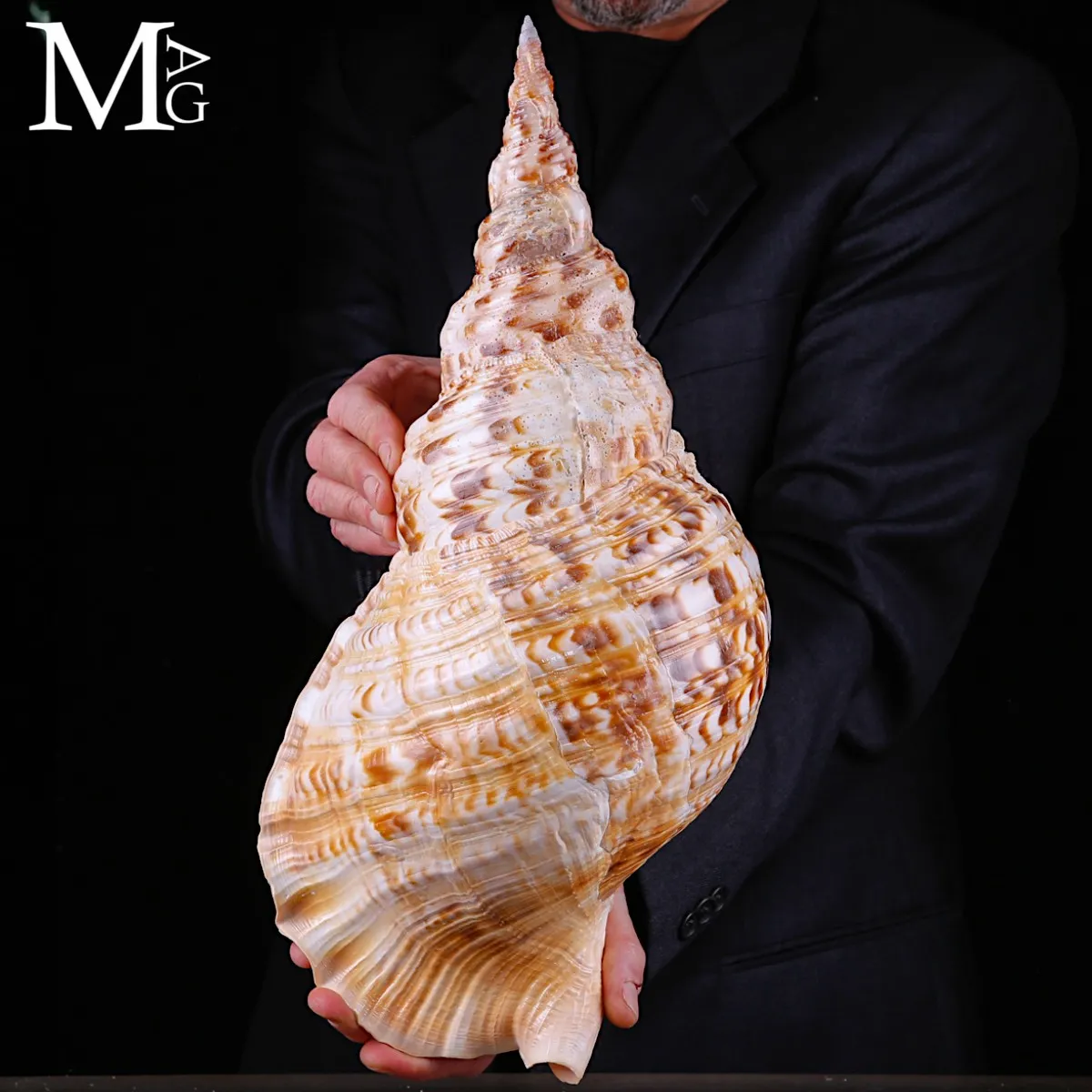 Charonia tritonis – Esemplare Gigante da Collezione – Vietnam