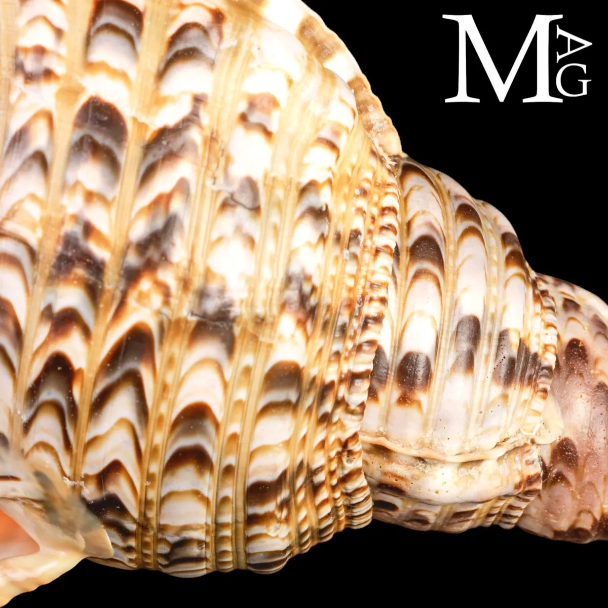 Charonia tritonis – Il Grande Tritone del Madagascar – 331 mm