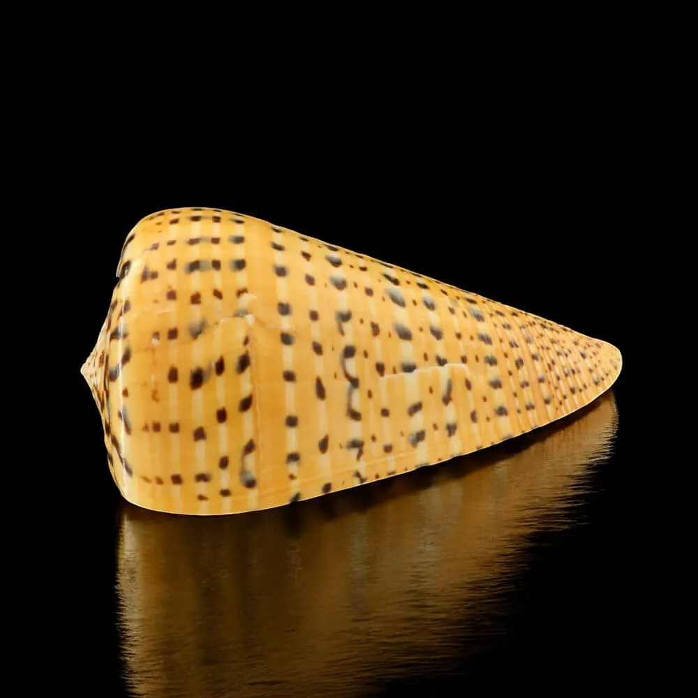 Conus Betulinus