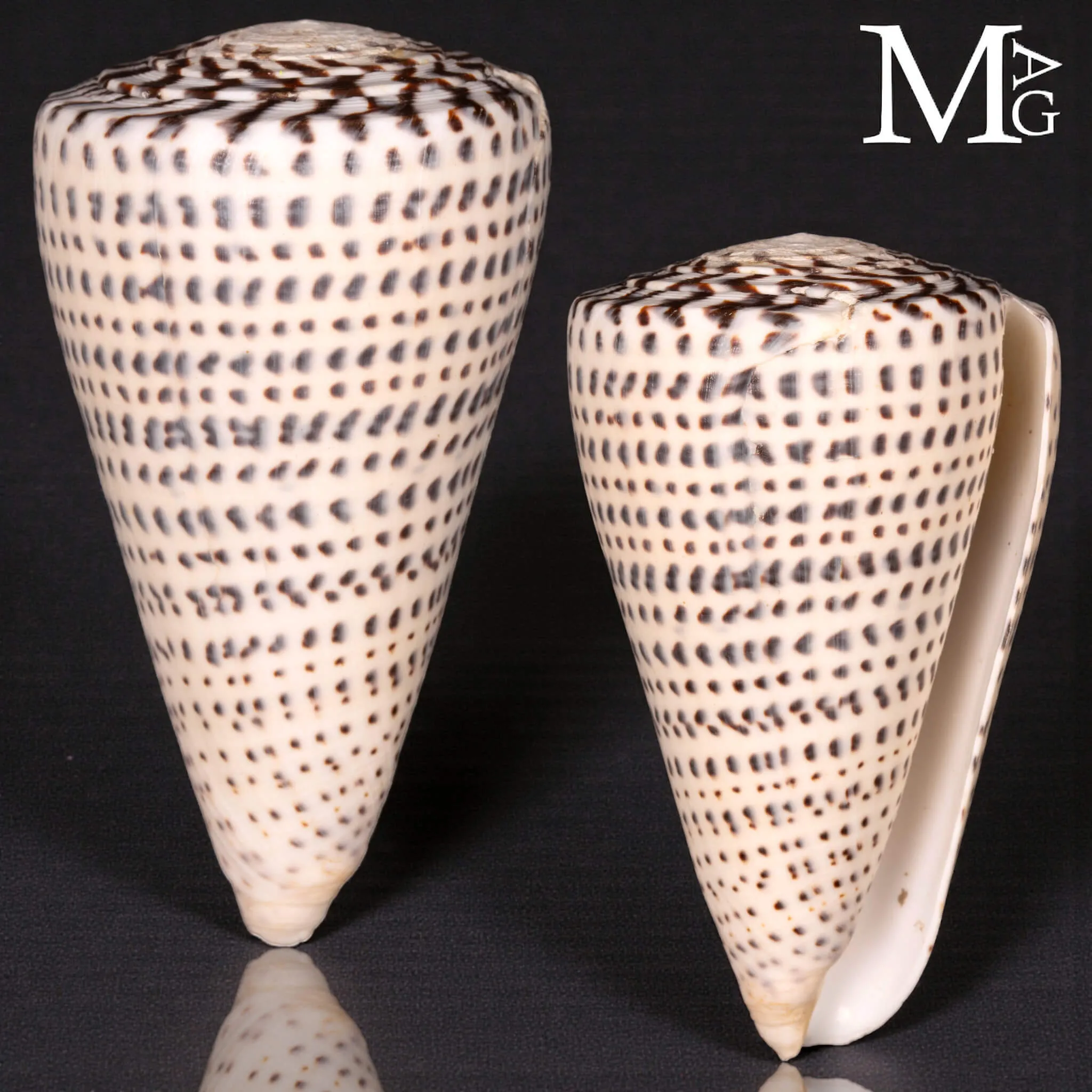 Conus Leopardus