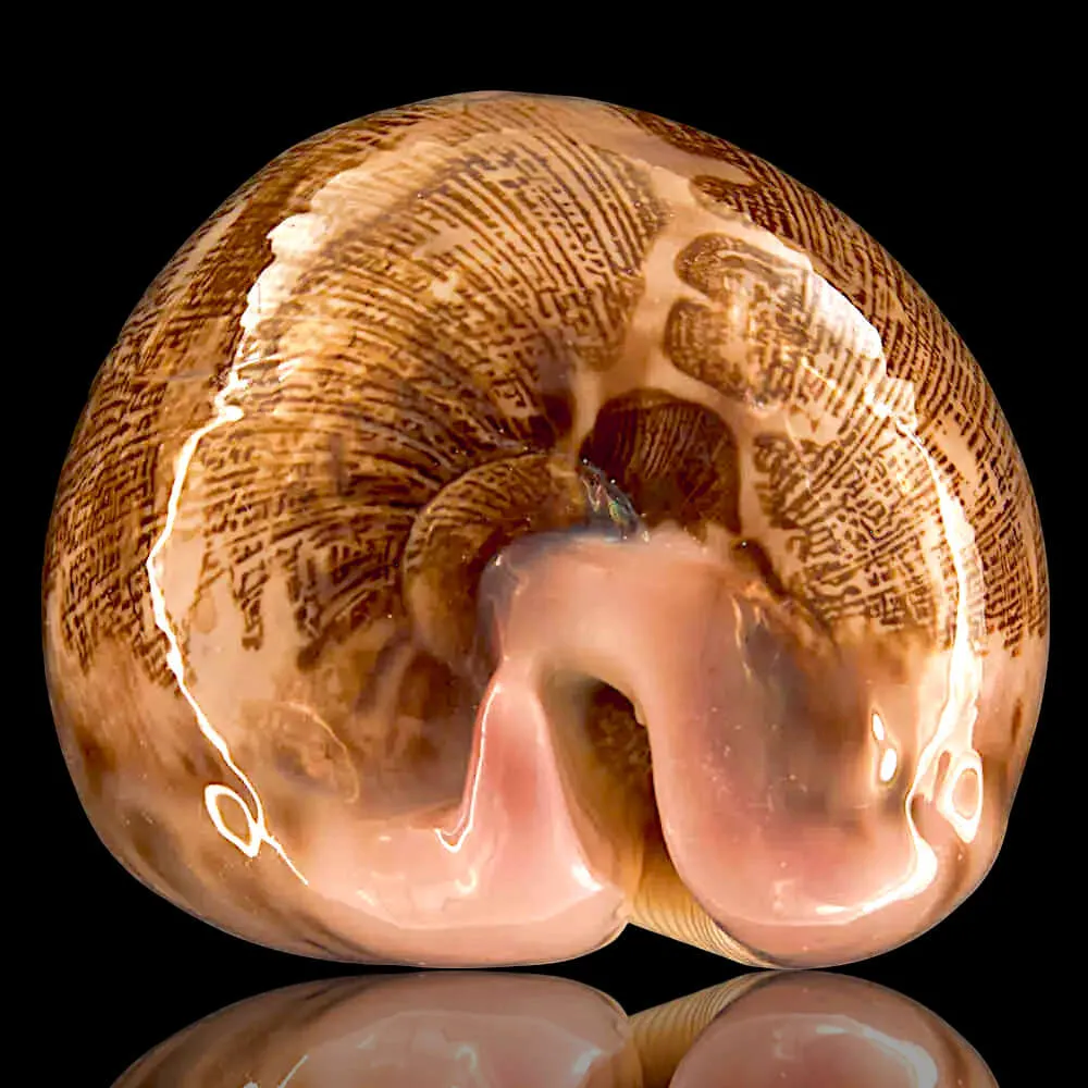 Leporicypraea Mappa Mappa