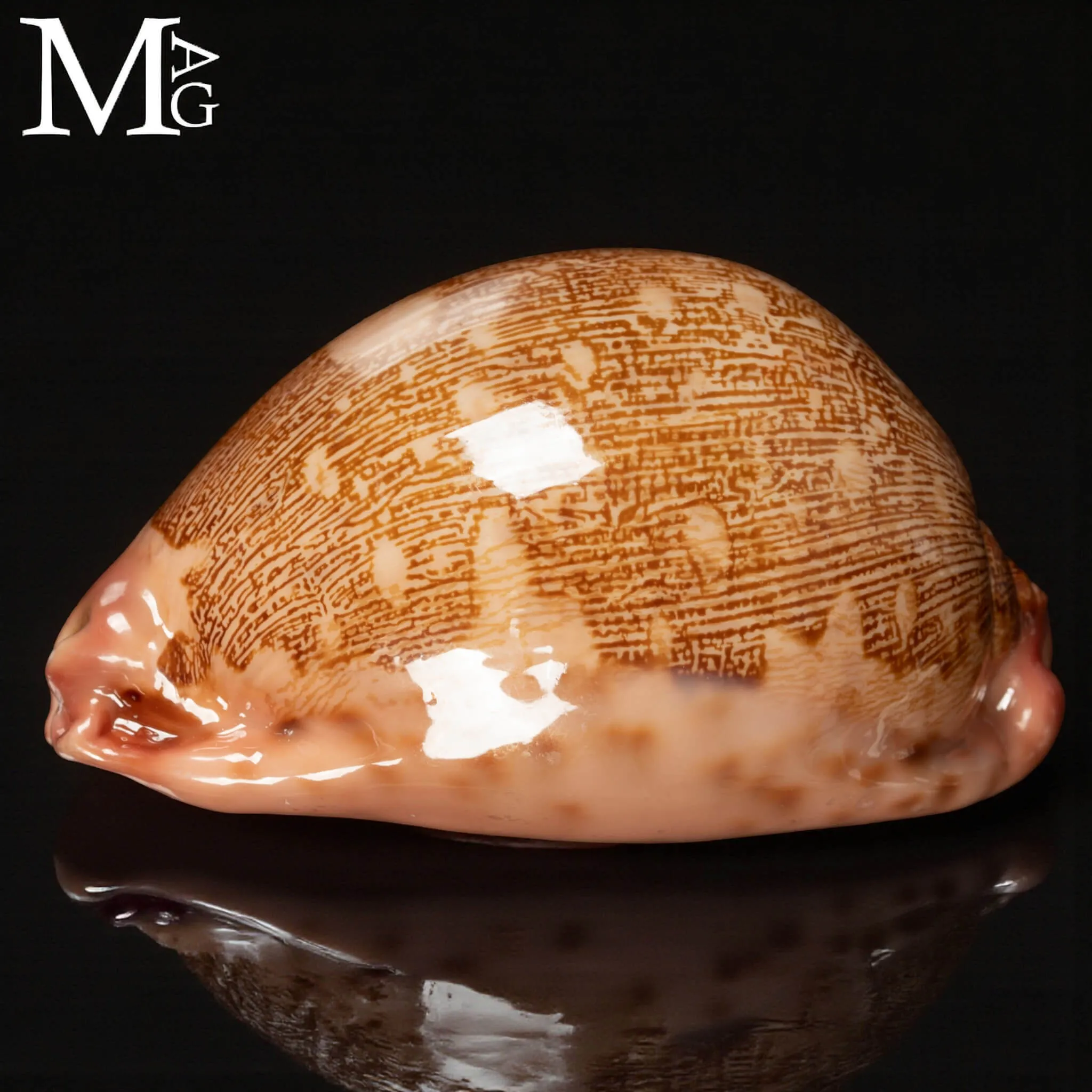 Leporicypraea Mappa – forma Rostrata