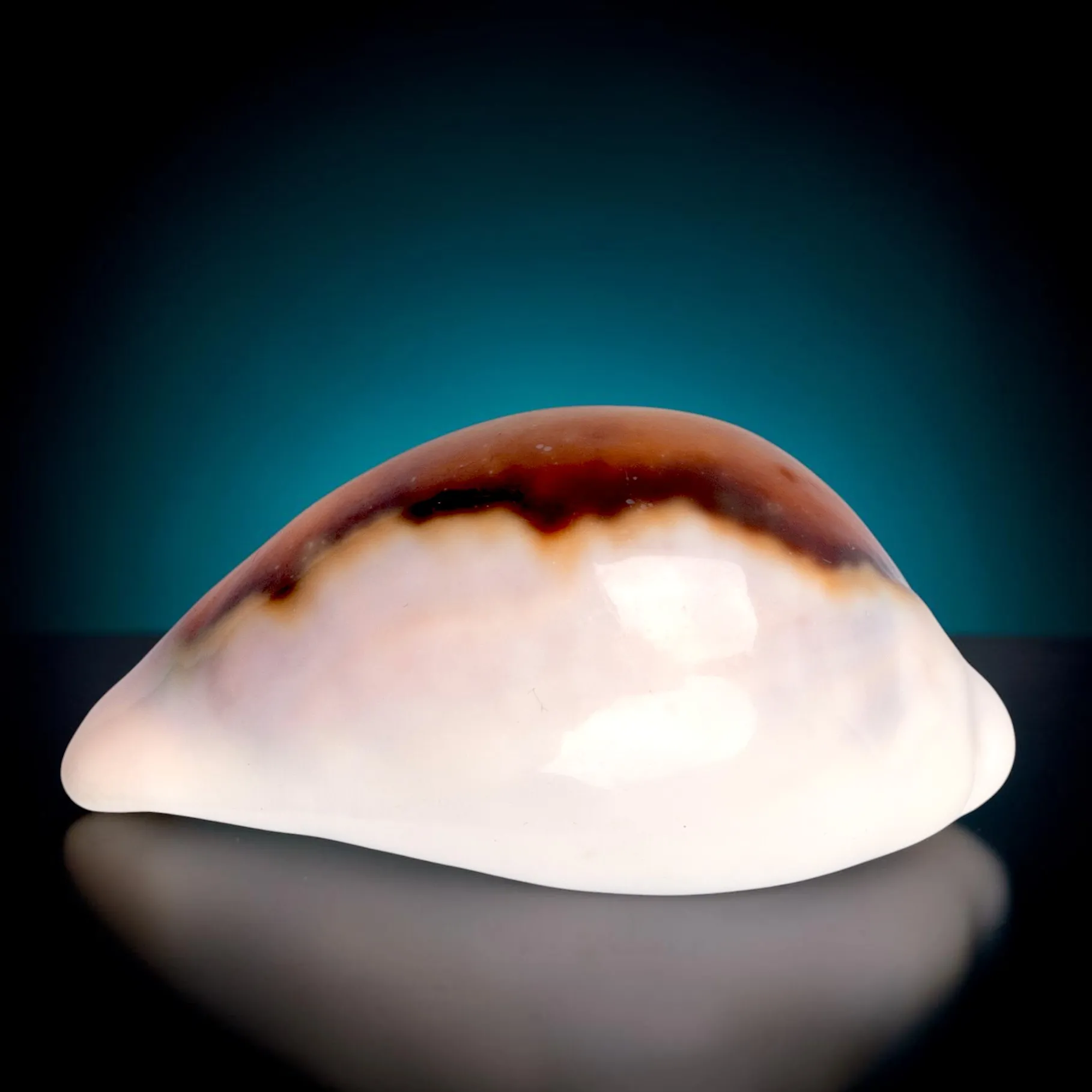 Neobernaya Spadicea – Chestnut Cowrie