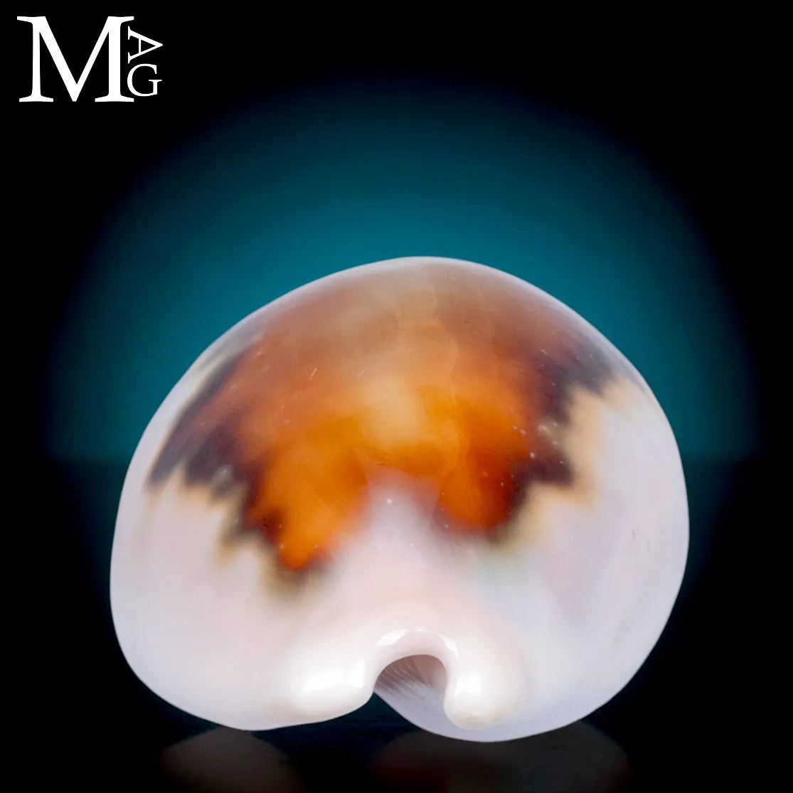 Neobernaya Spadicea – Chestnut Cowrie
