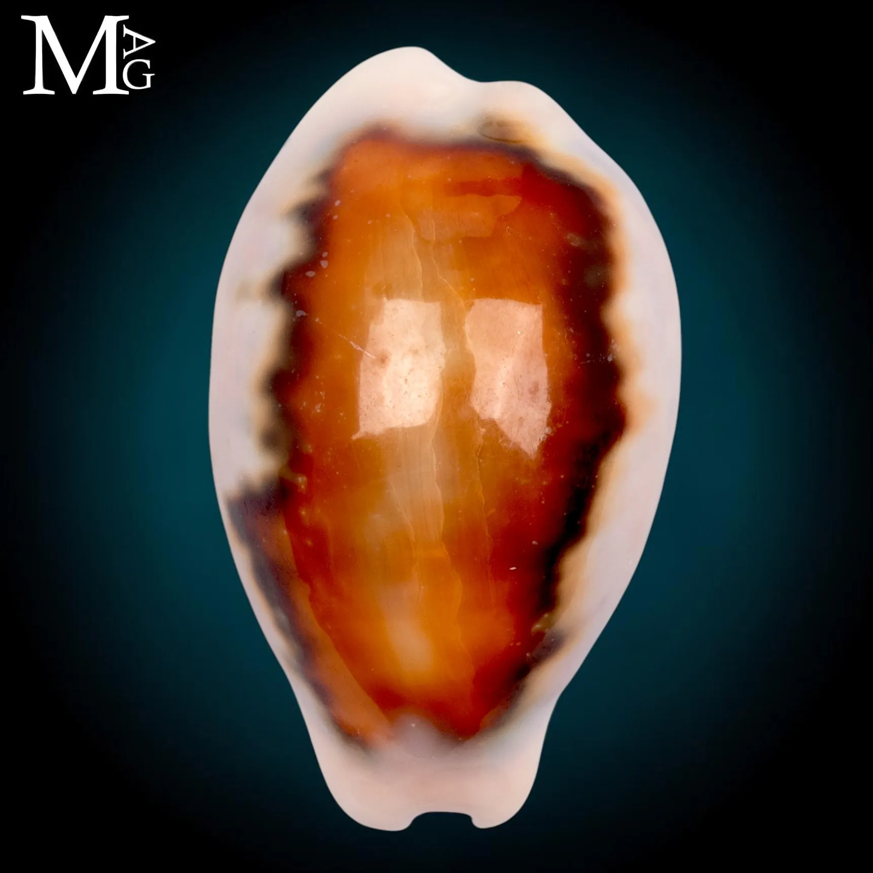 Neobernaya Spadicea – Chestnut Cowrie