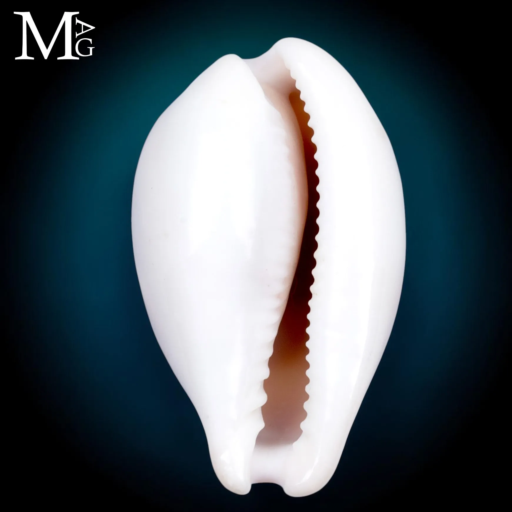 Neobernaya Spadicea – Chestnut Cowrie