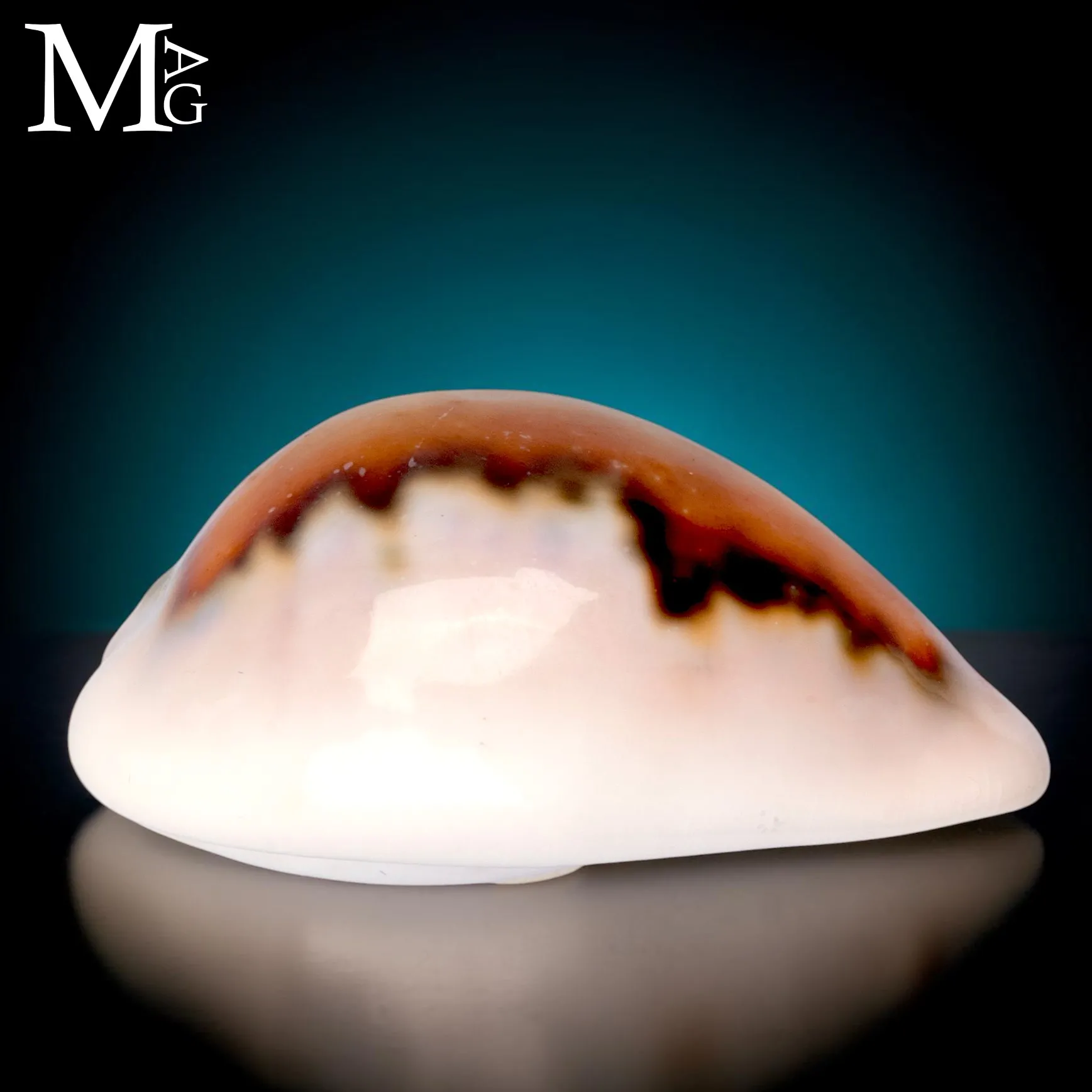 Neobernaya Spadicea – Chestnut Cowrie