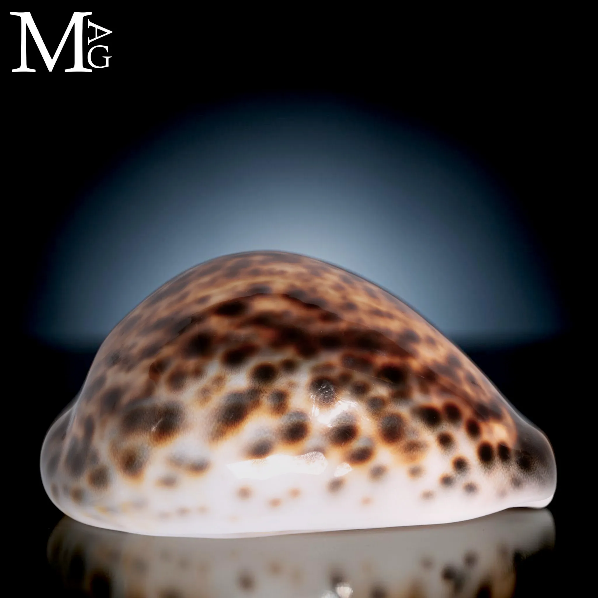 Cypraea Tigris Tigris - Madagascar - Fort Dauphin - 107,5 mm