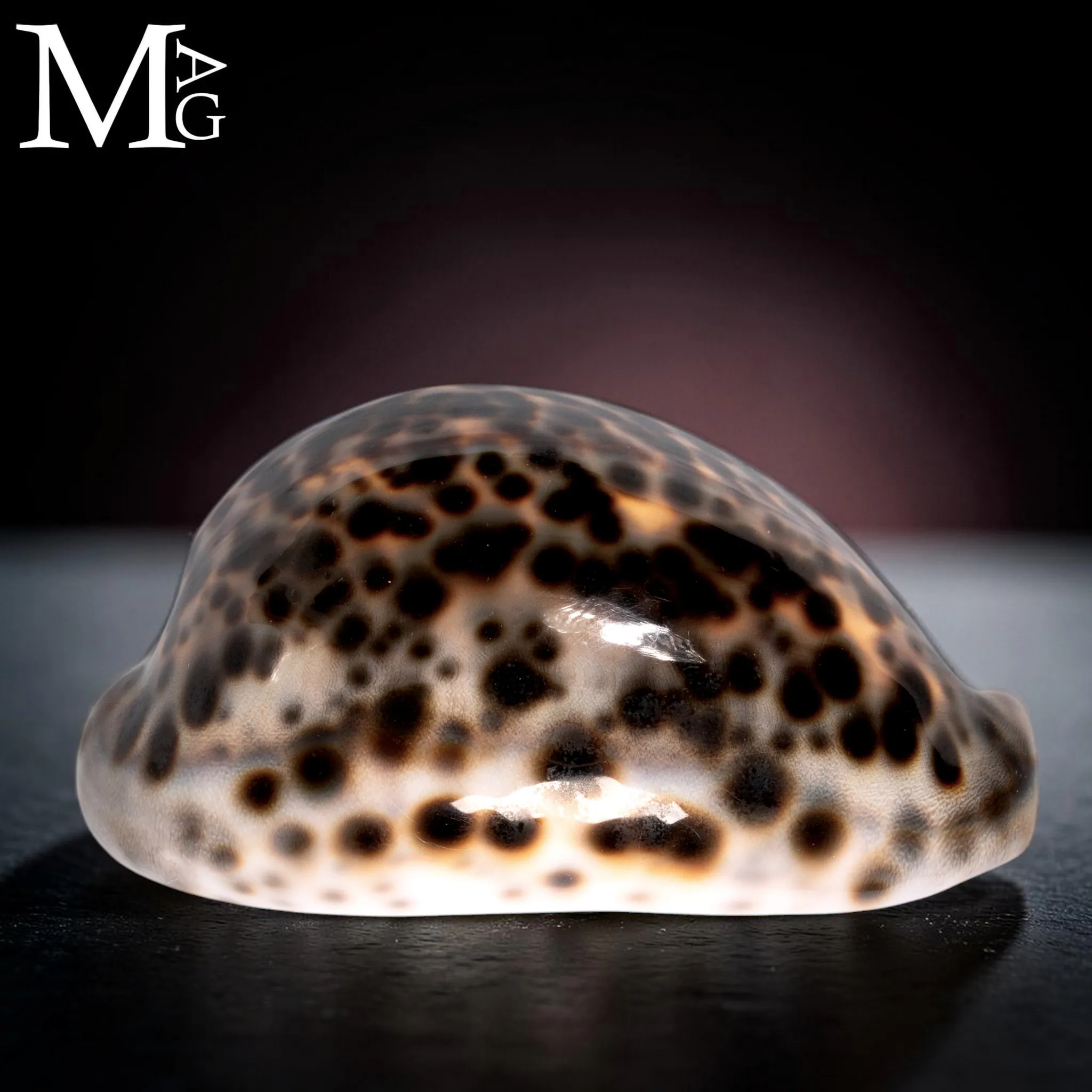 Cypraea Tigris Schilderiana – Hawaii