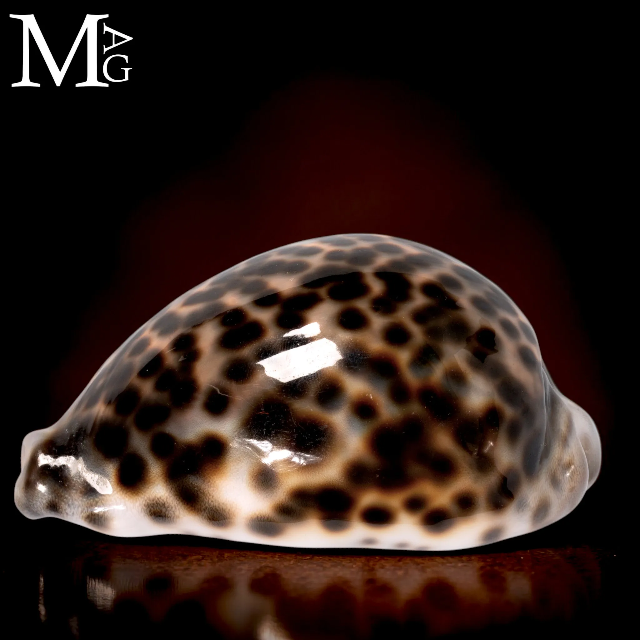 Cypraea Tigris Schilderiana – Hawaii