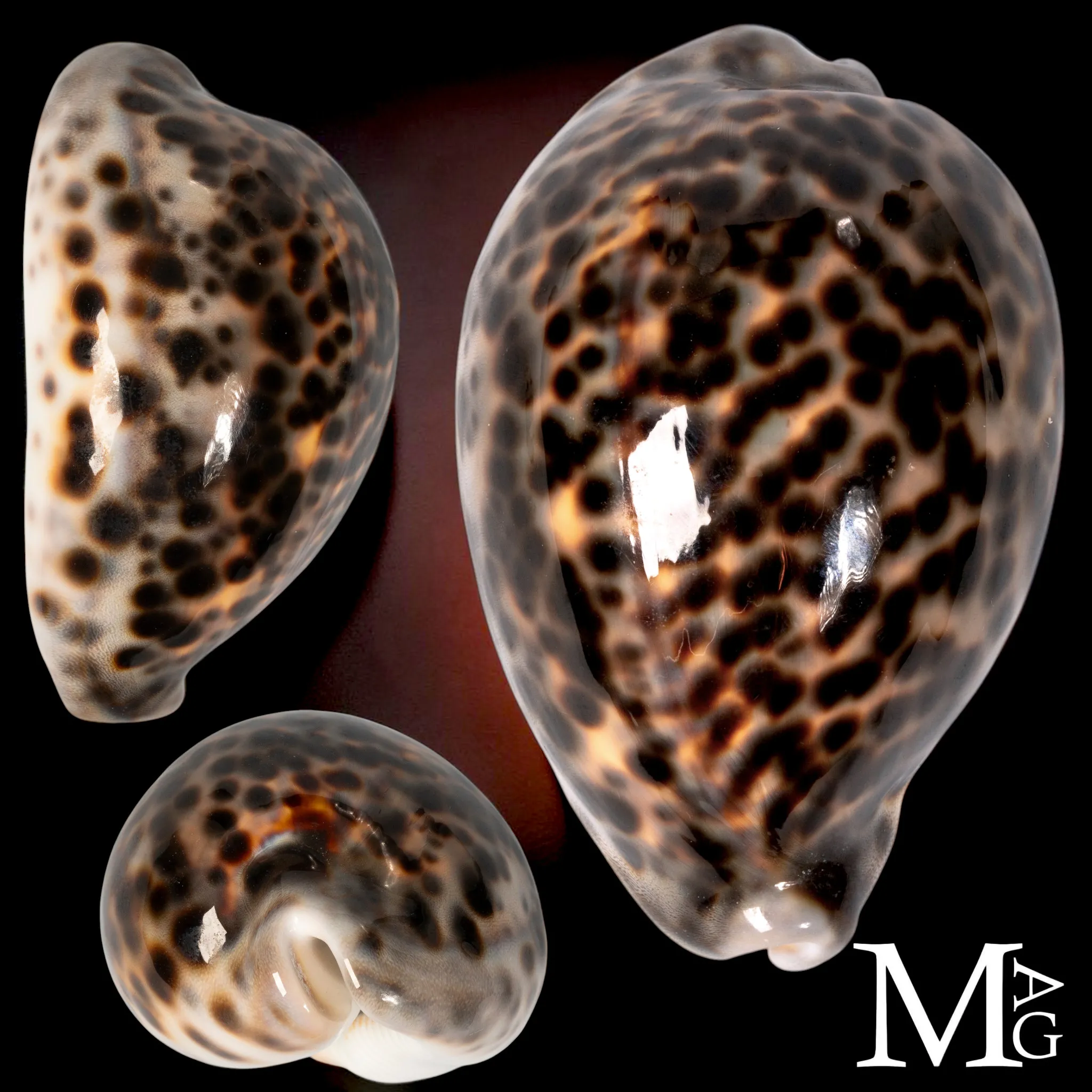 Cypraea Tigris Schilderiana – Hawaii