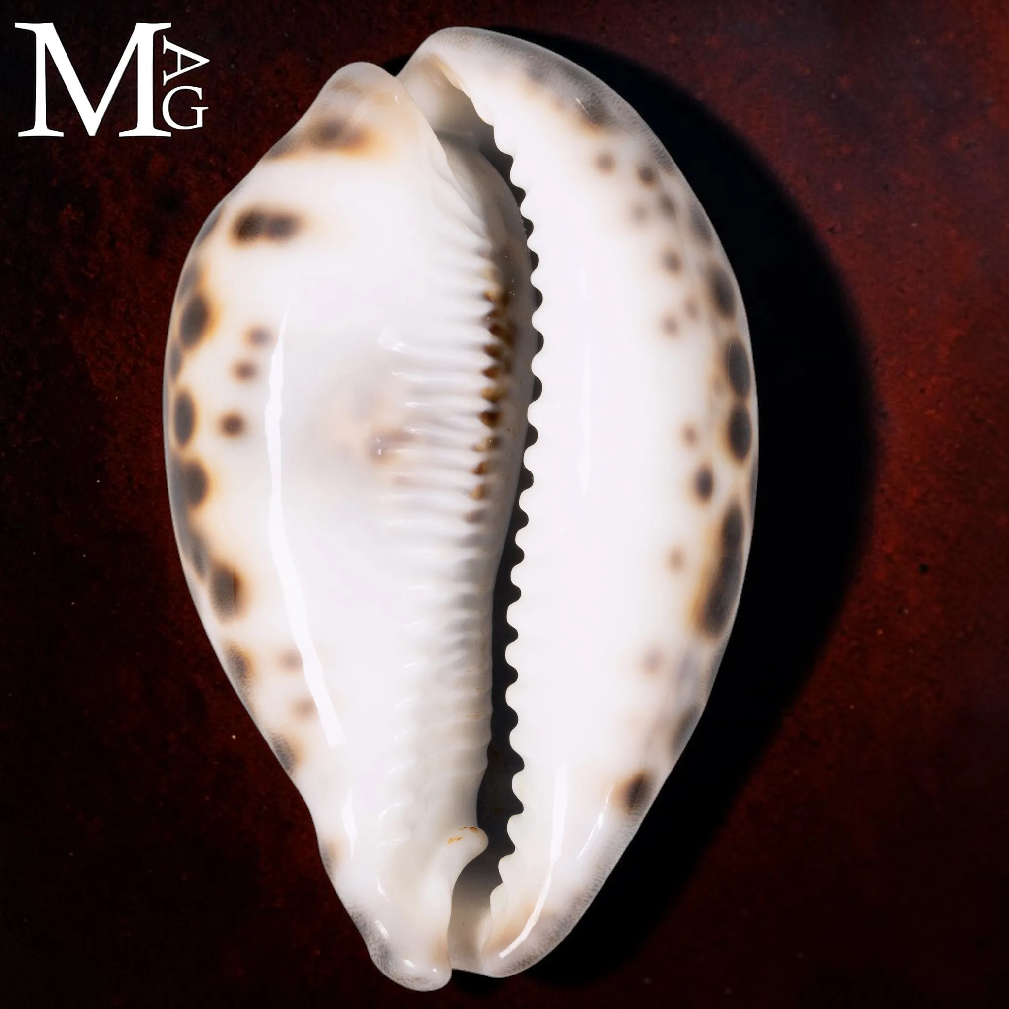 Cypraea Tigris Schilderiana – Hawaii