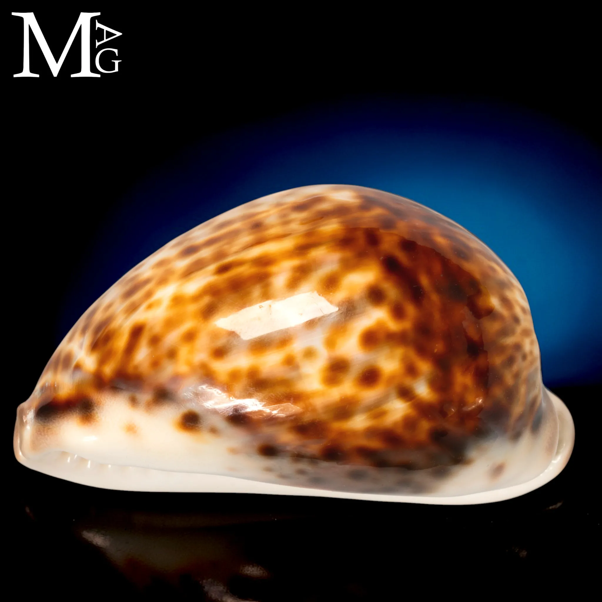 Cypraea Tigris Schilderiana - Gialla Madagascar