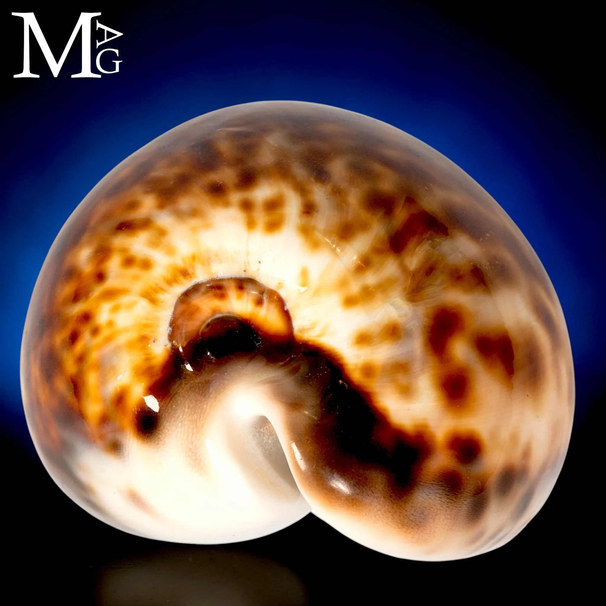 Cypraea Tigris Schilderiana - Gialla Madagascar