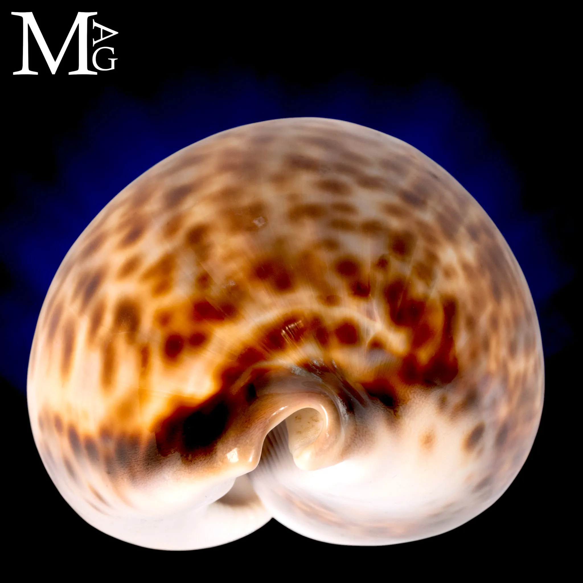Cypraea Tigris Schilderiana - Gialla Madagascar